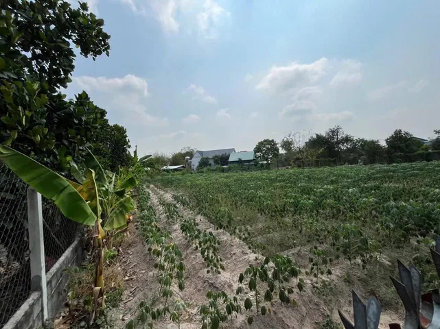 ĐẤT VƯỜN Thái Mỹ 1.600m² – MẶT TIỀN 29M – CÓ LÊN THỔ CƯ – GIÁ 3 tỷ