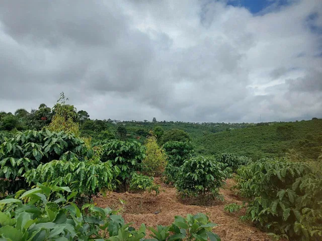 ĐẤT ĐẸP - GIÁ TỐT - Cần Bán Nhanh Lô Đất Nông Nghiệp Ngay Quốc Lộ 20 Tại Di Linh, Lâm Đồng