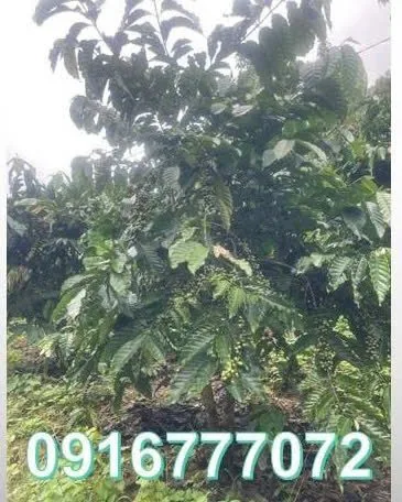 CẦN BÁN LÔ ĐẤT VƯỜN CÀ PHÊ GẦN ĐÀ LẠT - XÃ NAM BAN - LÂM HÀ - LÂM ĐỒNG