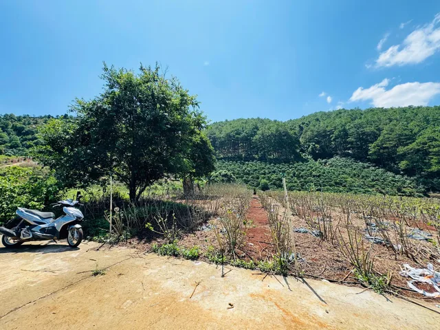 Đất giáp Thông, View Đồi Núi ở thị trấn Nam Ban. Giá 1.1 tỷ/488m2. ngang 10m, nở hậu 11m. có 100m thổ cư