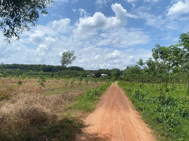 Bán đất sào Phú Giáo diện tích 4500m2 giá 980tr không phát sinh thêm chi phí