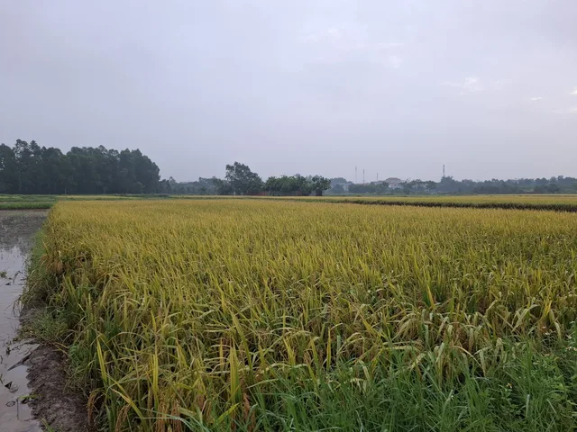 Bán đất 600m² full thổ cư ngang 12m giá 1.2 tỷ tại Xã Sóc Sơn