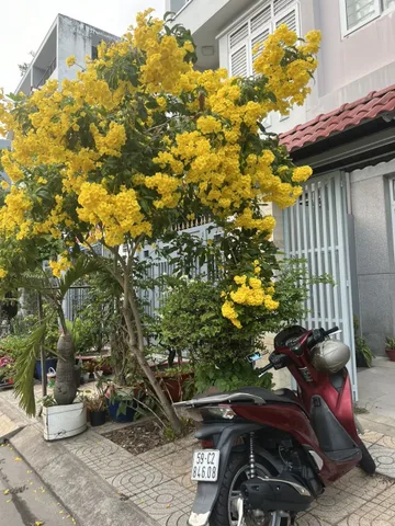 Bán khu BT Kiều Đàm ngay cầu kênh tẻ quận 7. Dt: 9,3x23m , giá tốt 30 tỷ. Lh: 0942.183.8.68 Huy