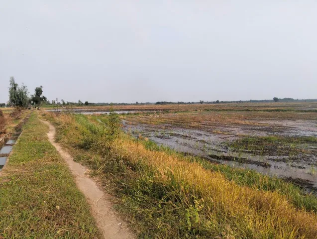 🌾 ĐẤT RUỘNG DIỆN TÍCH LỚN – GIÁ TỐT TÂN AN HỘI 🌾
