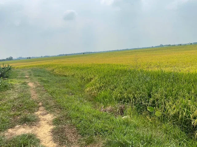 Lô đất full thổ cư, to và giá rẻ nhất khu vực Kiến Tường