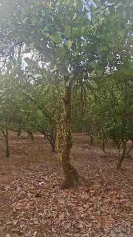 Bán đất 260m² có sẵn 100m² thổ cư ngang 10m giá 225 triệu tại Xã Đồng Tâm