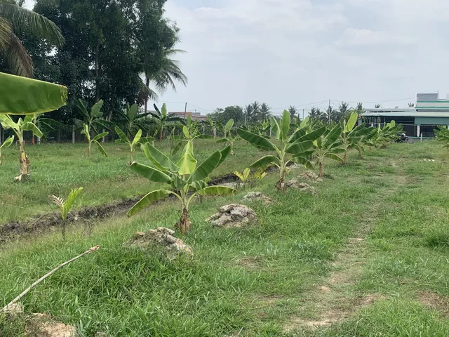 Bán đất vườn bến lức long an