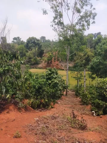 Sang 2 sào rẫy cà phê hẻm Vũ Lăng