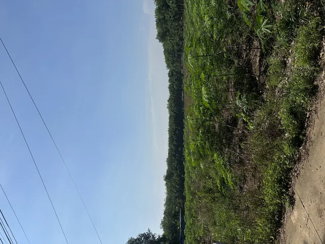 Bất động sản phú giáo