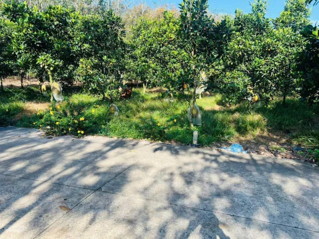 Đất vườn mít đang thu hoạch Xả Phước Thành HỒ Chí Minh giá 490tr bao sổ