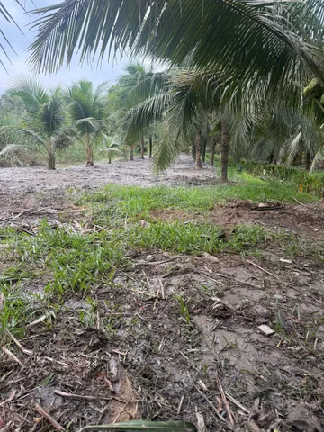 BÁN ĐẤT VUỜN TẠI TP BẾN TRE