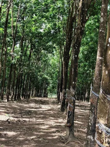 Bán đất tại ĐT 755, Đoàn Kết, Bù Đăng, Bình Phước, 36,2 tỷ, 28675 m2