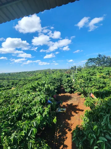 🌱 1ha rẫy cà Phê Chư Prông