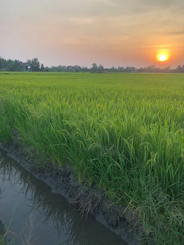 Bán đất 5300m² ngang 100m giá 8 tỷ tại Xã Tân Nhựt