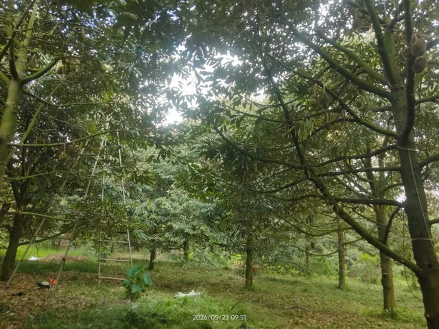 8.000m2 vườn Sầu Riêng, đang thu hoạch