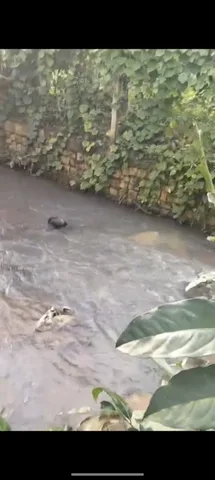 Bán vườn sầu riêng đang thu hoạch