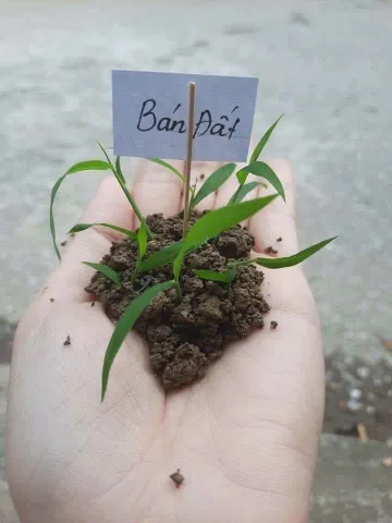 Cần bán gấp lô đất 2lô liền kề ở khu vực Minh Hưng Chơn Thành, kế khu công nghiệp Minh Hưng. Giá công khai 5xxtr.
