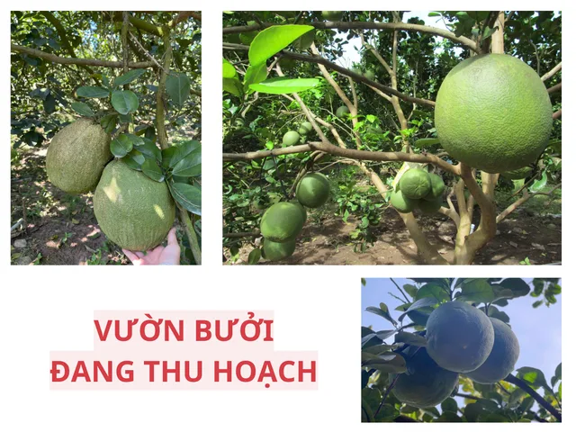 Bán đất 251m² có sẵn 100m² thổ cư ngang 5m giá 930 triệu tại Xã Trừ Văn Thố