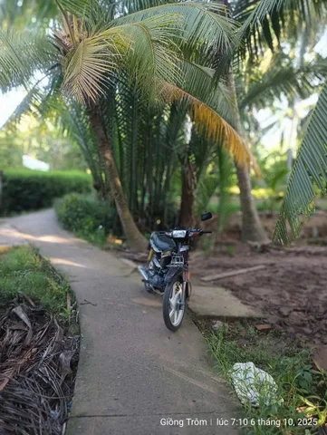 🌴 PHƯỚC LONG - VƯỜN DỪA ĐANG THU HOẠCH