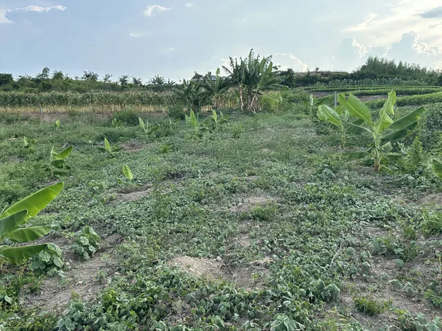 Bán Đất làm trang trại giá 750 tr/ha tại Xã Bắc Ninh Hòa Khánh Hòa