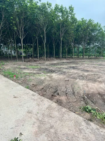 Bán Đất 180m² thổ cư 100m² giá 300 triệu tại Xã Thanh An TP. Hồ Chí Minh