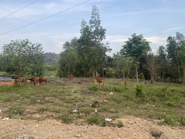 Bán Đất 1736m² thổ cư 100m² giá 7.7 tỷ tại Xã Tân Minh Lâm Đồng
