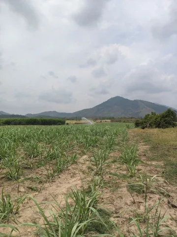 0938113403 Bán Đất 25000m² giá 3.5 tỷ tại Xã Tây Ninh Hòa Khánh Hòa Z613