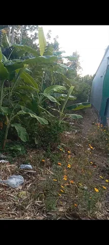Bán Đất 378m² giá 250 triệu tại Xã Hòa Ân Huyện Cầu Kè Trà Vinh