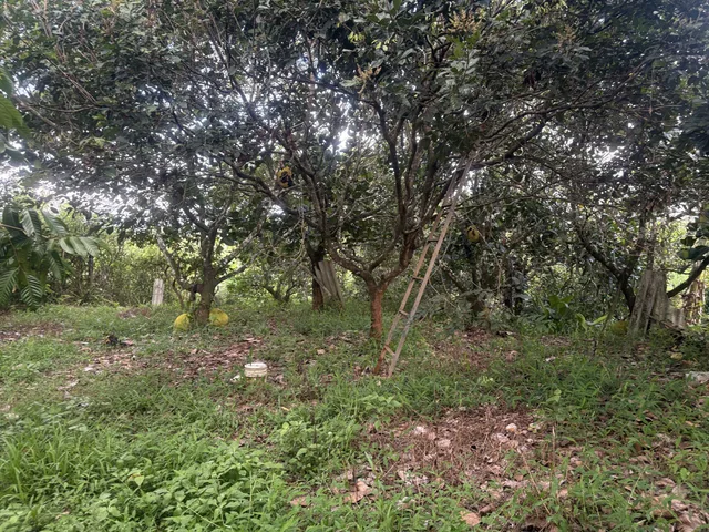 💥 Lên vườn ăn trái 18 x 65m