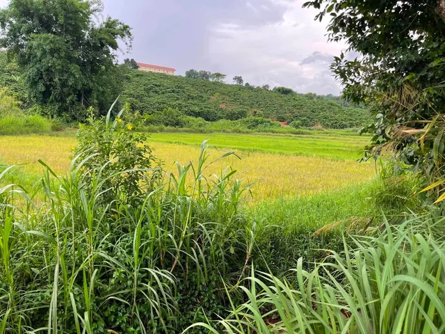 💥 Gần 3hetta Đất Phường Diên Hồng
