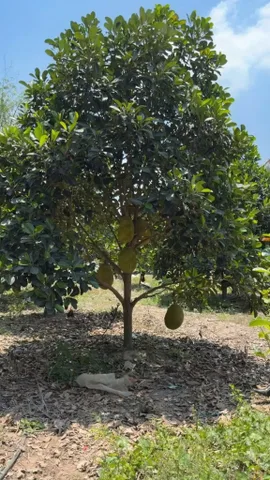 Chủ gửi bán gấp lô đất vườn để về Bắc, mặt tiền đường nhựa, dân cư đông.