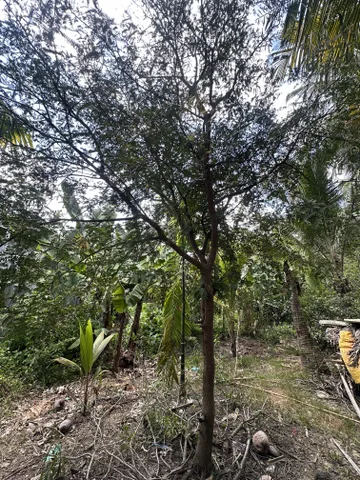 Đất ruộng nông nghiệp An Trường, Vĩnh Long