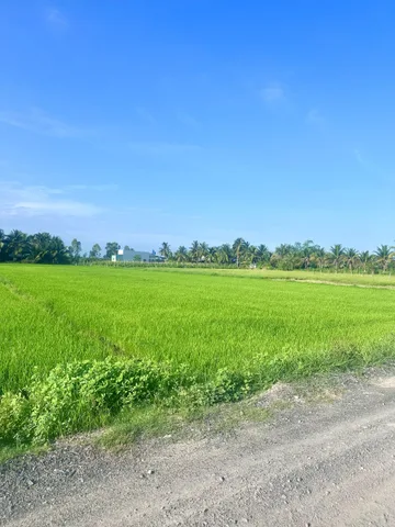 Bán đất lúa ở xã Mỹ Thạnh Đông, Đức Huệ