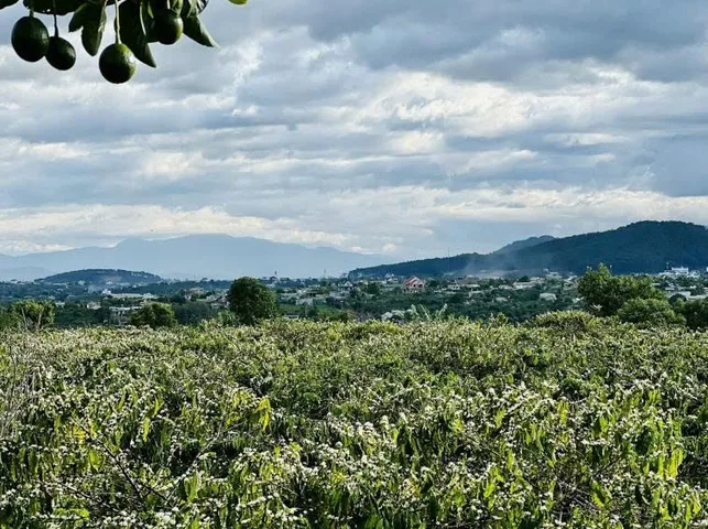 3163m² đất vườn view đồi, sổ sẵn có thổ cư 80m2 tiện ích xung quanh