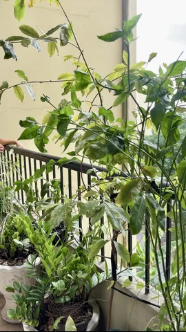 Bán chung cư vĩnh lộc B đường số 5 sổ hồng lâu dài 1 tỷ 150tr