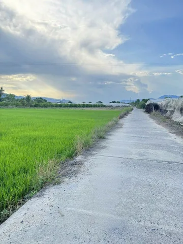 Bán Đất Nông Nghiệp xã Cam Thành Nam, Tp Cam Ranh