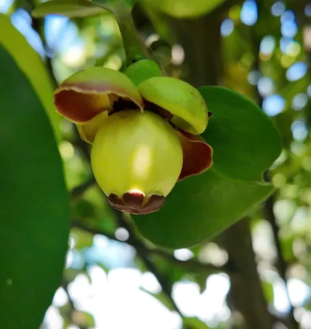Bán nhà vườn ven sông tại phường Tân Triều – TP Biên Hòa, Đồng Nai