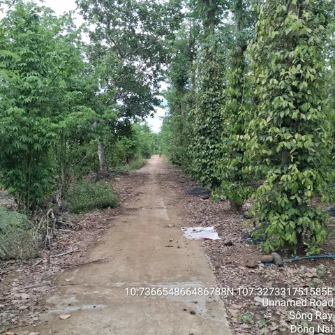 Bán gấp lô đất đẹp sổ riêng 7000m tại khu trông tiêu tại Cẩm Mỹ, Đồng Nai