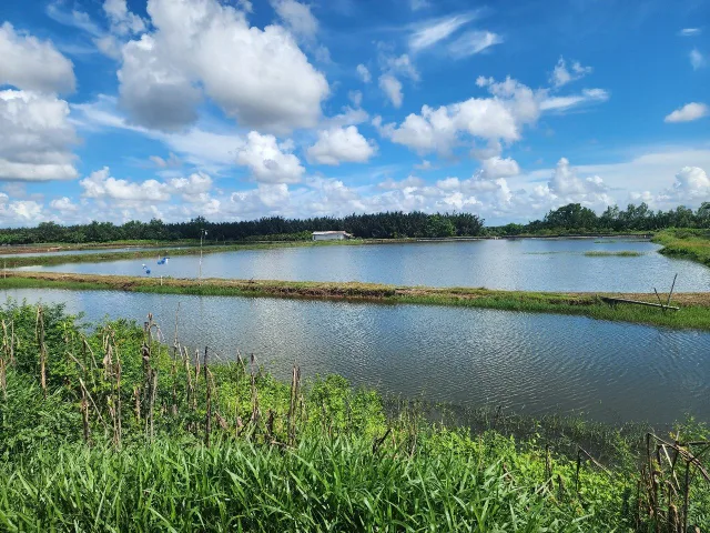 CẦN SANG LẠI 40.000M2 ĐẤT VUÔNG TÔM MT ĐƯỜNG BỜ ĐÊ BIỂN , GẦN CHỢ NÔNG TRƯỜNG GIÁ 450 TRIỆU