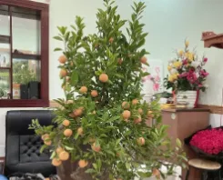 🔥 SIÊU PHẨM NHÀ ĐẸP 1 TRỆT 1 LẦU TRUNG TÂM BÌNH GIÃ (P. THẮNG NHẤT, VŨNG TÀU) – DIỆN TÍCH RỘNG 79M² NGANG ĐẸP 5M – SỔ ĐỎ FULL THỔ CƯ – CÔNG NĂNG 3PN – GIÁ CHỈ 3.3 TỶ THƯƠNG LƯỢNG (HỖ TRỢ VAY)! 🔥