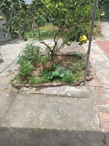 Mảnh Đất siêu đẹp vị trí vàng , khu dân trí cao