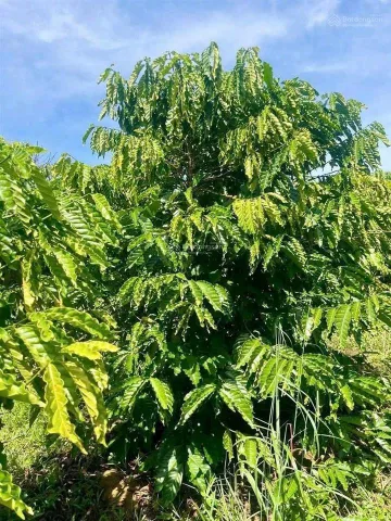 Lô đất đẹp tại xã Tân Văn, Lâm Hà – 1.672,3m² có đất ở, cơ hội đầu tư đón đầu