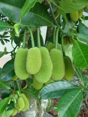 🍀🍀Vườn Trái Cây tại Long Khánh, Thành Phố Đồng Nai chỉ 650triệu

👉Diện tích: 500m2; 12,83m mặt tiền.