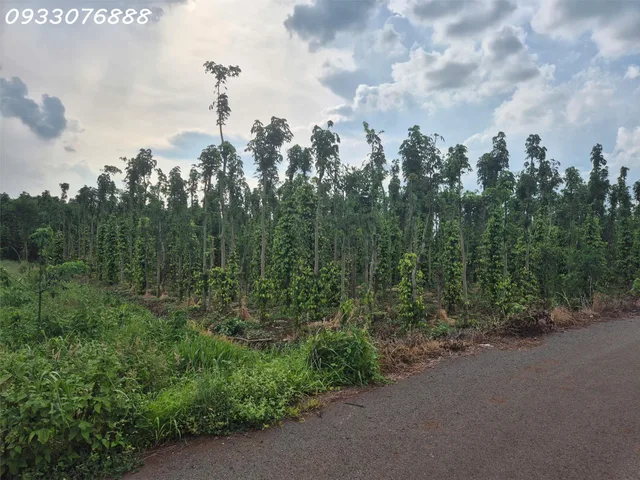 Bán đất tại Bình Trung, Châu Đức, Bà Rịa Vũng Tàu, DT 1.000m2, giá đầu tư