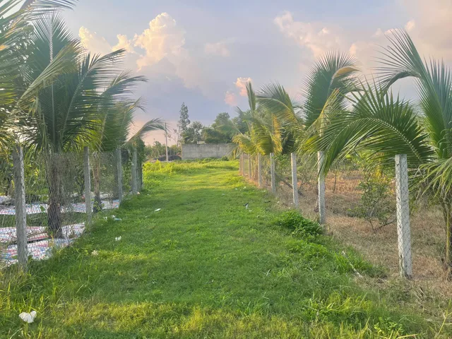Đất Long Phước Cổng Chính T1 Sân Bay Long Thành