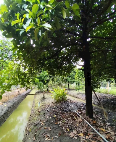 Bán nhà vườn An Sơn 21, cách nhựa chỉ vài chục m, hơn 900m2, view rạch mát mẻ