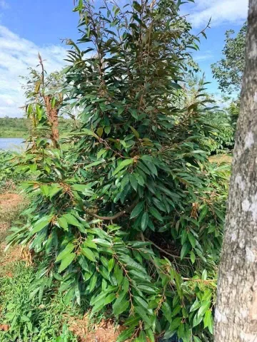 🌿 XU THẾ BỎ PHỐ VỀ VƯỜN – MẢNH ĐẤT 3,5 SÀO BÁM HỒ BUÔN DONG, QUẢNG PHÚ 🌿