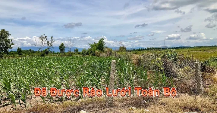 🌳 MỞ BÁN LÔ ĐẤT THỔ CƯ TẠI THỦ PHỦ SẦU RIÊNG 🌳

✨ Cơ hội sở hữu lô đất rộng, vị trí đẹp, thích hợp để làm nhà vườn nghỉ dưỡng, đầu tư sinh lời hoặc an cư lâu dài.