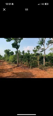 🚨 CHỦ BÁN LỖ 200 TRIỆU – ĐẤT NHÀ VƯỜN PHƯỜNG KHÁNH XUÂN, BMT 🚨