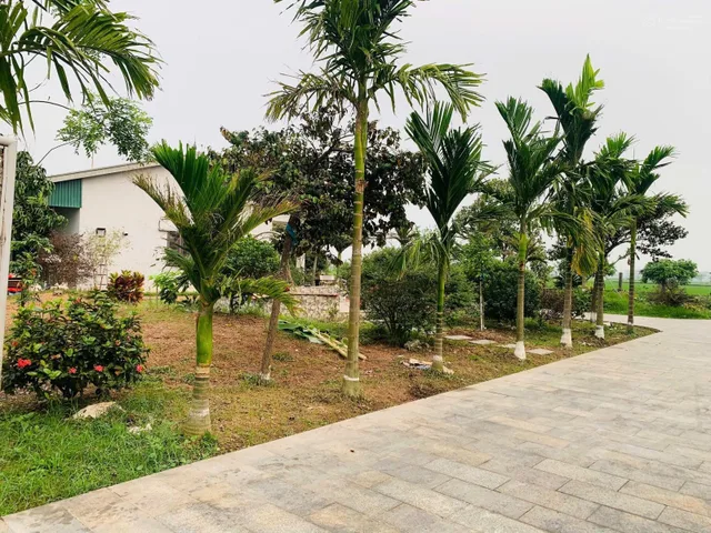 Bán Đất 566m2 có sẵn 166 m2 thổ cư giá 11.5 tỷ tại - Chọn - Xã Quảng Ninh Huyện Quảng Xương Thanh Hóa